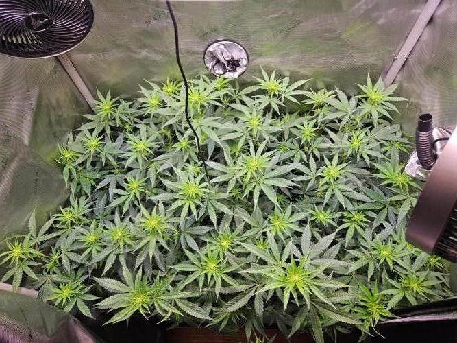 MannyT Blueberry Muffin Clone. Week 7