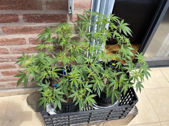 Balconeras. Week 6