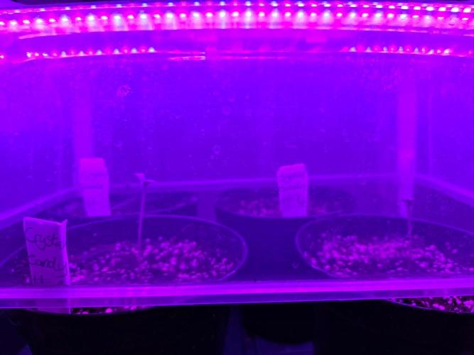 Crystal Candy F1 Fast Version. Week 0