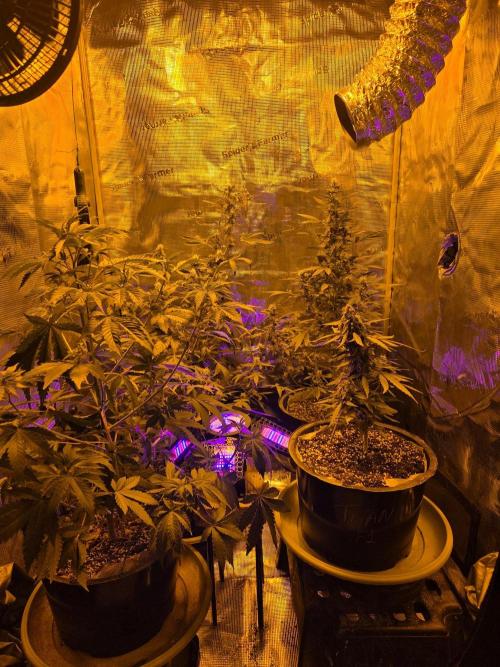 Multi auto run!. Week 3 - Absolutely thriving in the tent with new prototype UCL setup