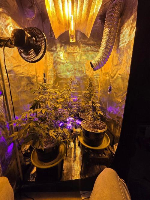 Multi auto run!. Week 3