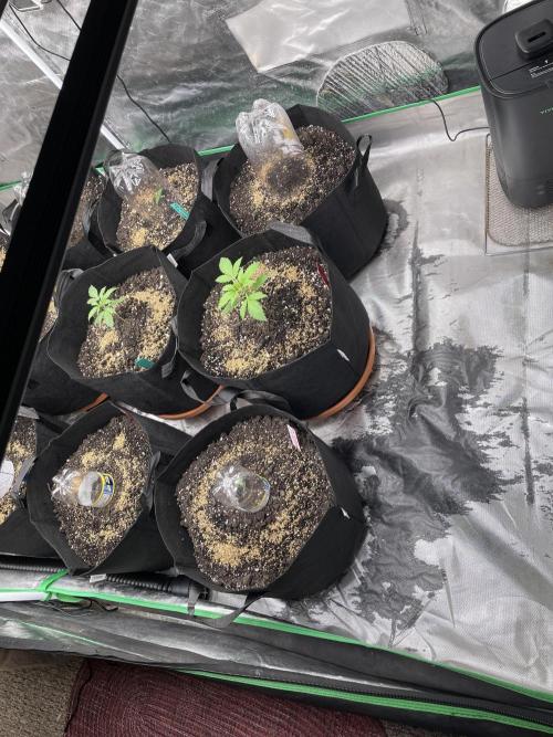 Girl Scout Cookies Extreme Auto. Week 0