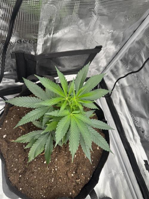 Cereal Milk - Clones from wunderbaum. Week 3