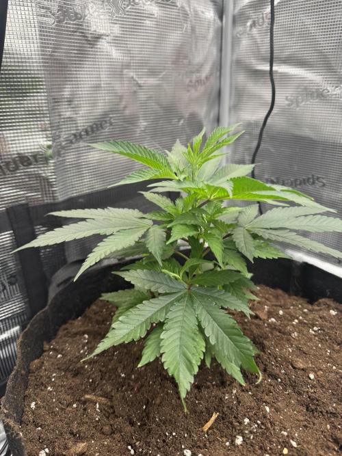 Cereal Milk - Clones from wunderbaum. Week 3