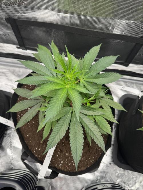 Cereal Milk - Clones from wunderbaum. Week 3