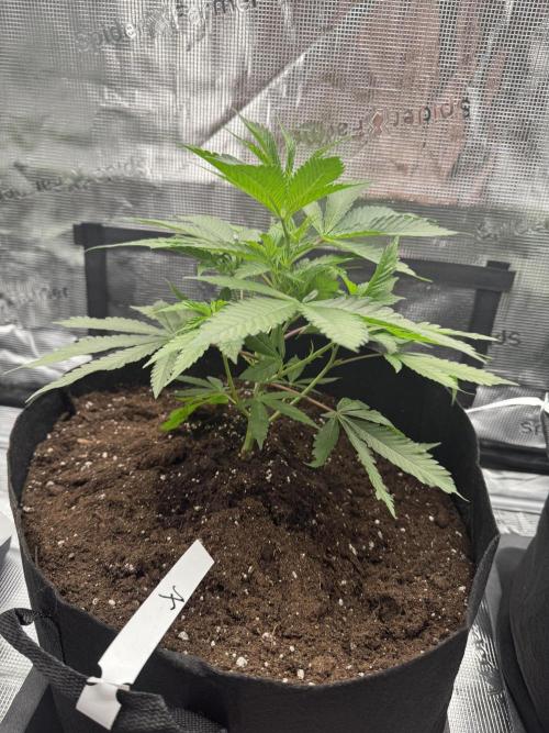 Cereal Milk - Clones from wunderbaum. Week 3
