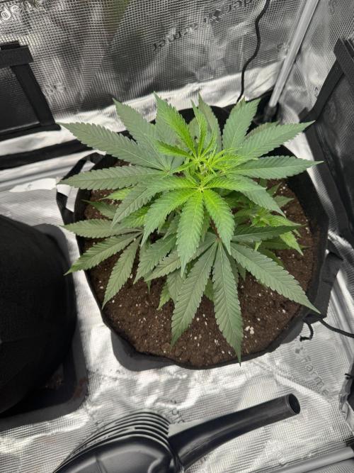 Cereal Milk - Clones from wunderbaum. Week 3