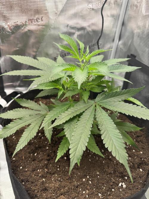 Cereal Milk - Clones from wunderbaum. Week 3