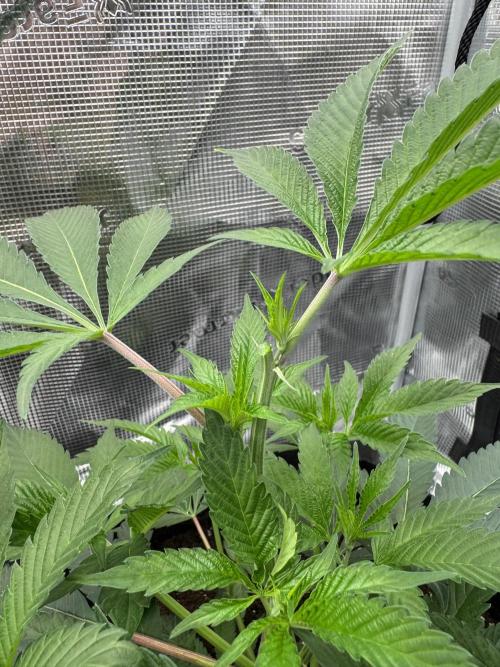 Cereal Milk - Clones from wunderbaum. Week 4
