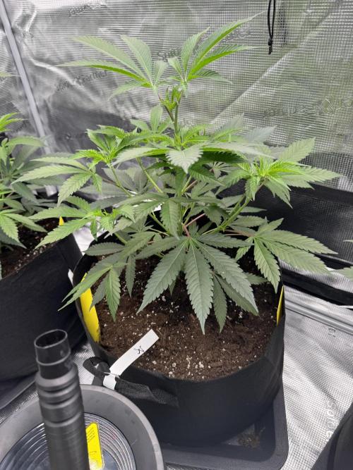Cereal Milk - Clones from wunderbaum. Week 4