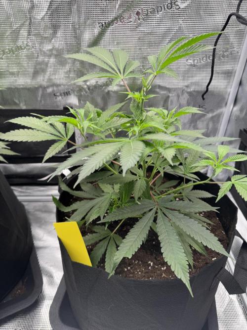 Cereal Milk - Clones from wunderbaum. Week 4