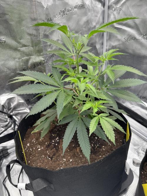 Cereal Milk - Clones from wunderbaum. Week 4