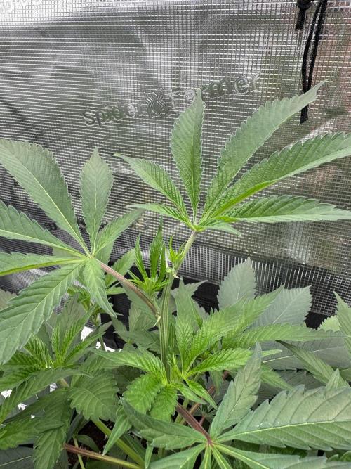 Cereal Milk - Clones from wunderbaum. Week 4