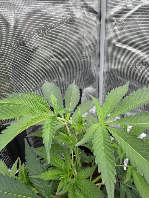 Cereal Milk - Clones from wunderbaum. Week 4