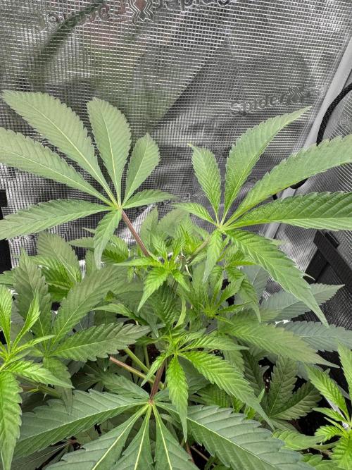 Cereal Milk - Clones from wunderbaum. Week 4