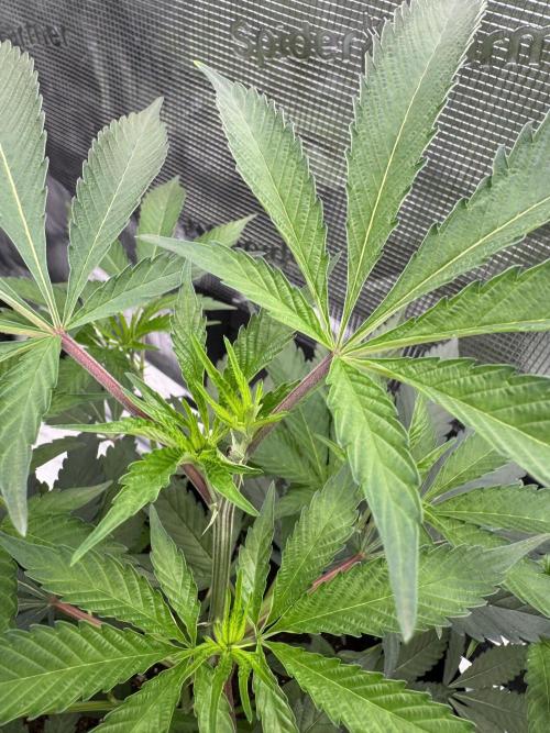 Cereal Milk - Clones from wunderbaum. Week 5 - After topping