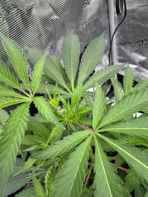 Cereal Milk - Clones from wunderbaum. Week 5 - After topping