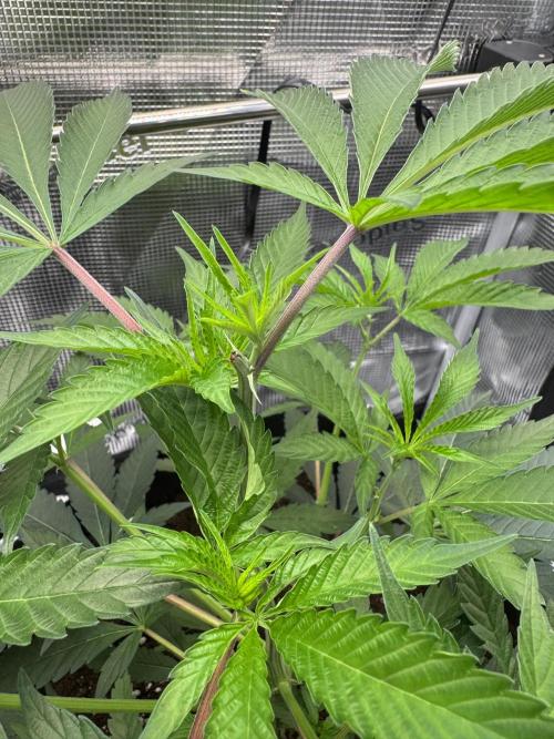 Cereal Milk - Clones from wunderbaum. Week 5 - After topping