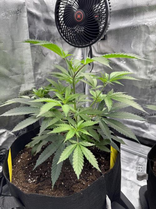 Cereal Milk - Clones from wunderbaum. Week 5 - Second day after topping