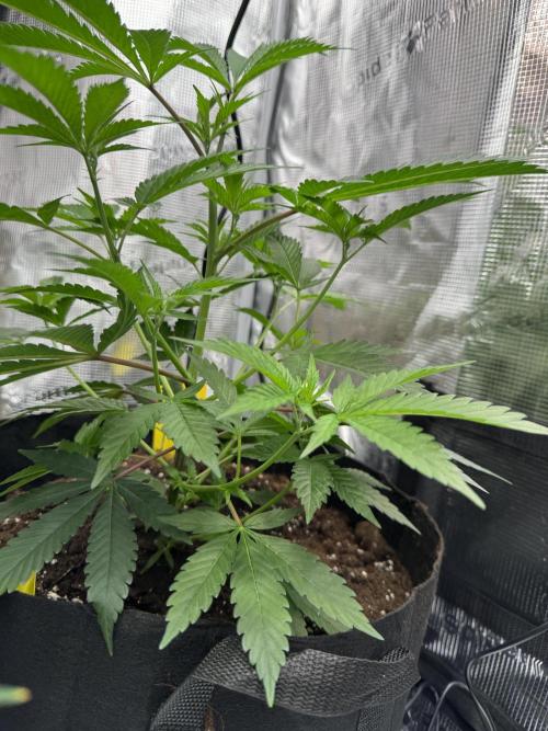 Cereal Milk - Clones from wunderbaum. Week 5 - Second day after topping