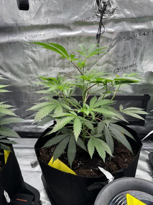 Cereal Milk - Clones from wunderbaum. Week 5 - Second day after topping
