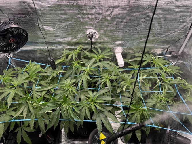 Cereal Milk - Clones from wunderbaum. Week 6