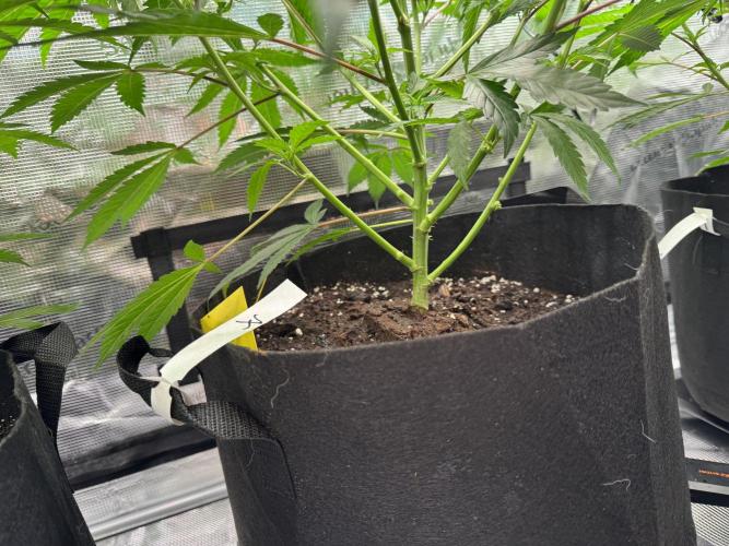 Cereal Milk - Clones from wunderbaum. Week 6