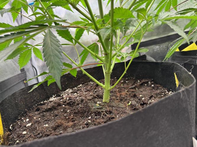 Cereal Milk - Clones from wunderbaum. Week 6