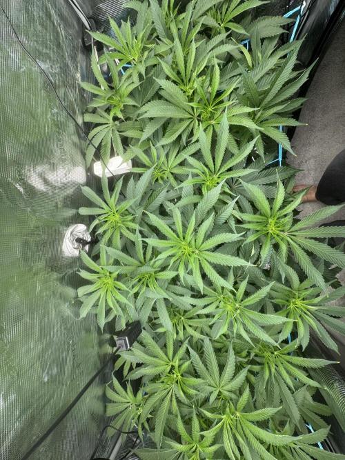 Cereal Milk - Clones from wunderbaum. Week 7