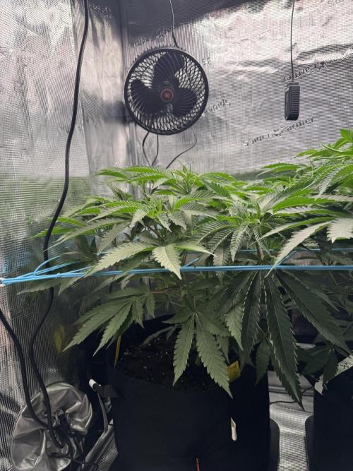 Cereal Milk - Clones from wunderbaum. Week 7