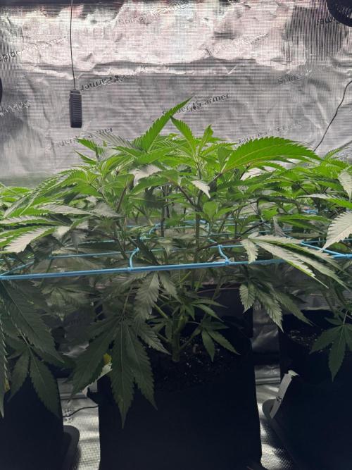 Cereal Milk - Clones from wunderbaum. Week 7