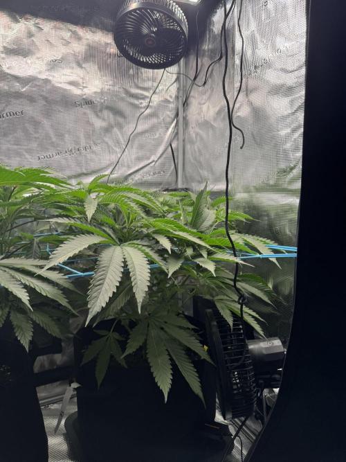 Cereal Milk - Clones from wunderbaum. Week 7