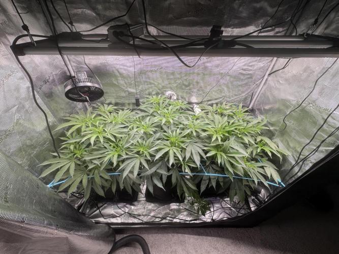 Cereal Milk - Clones from wunderbaum. Week 8