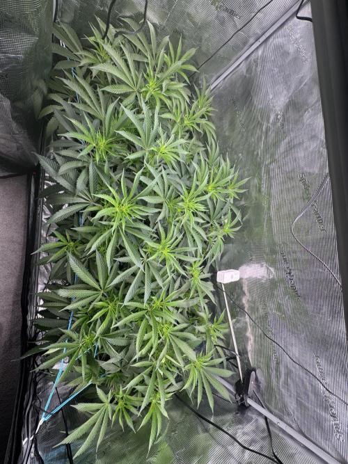 Cereal Milk - Clones from wunderbaum. Week 8