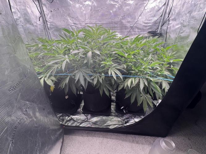 Cereal Milk - Clones from wunderbaum. Week 8