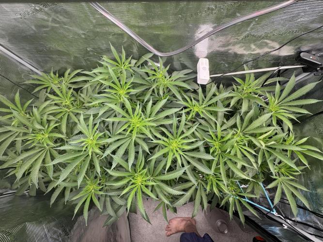 Cereal Milk - Clones from wunderbaum. Week 8