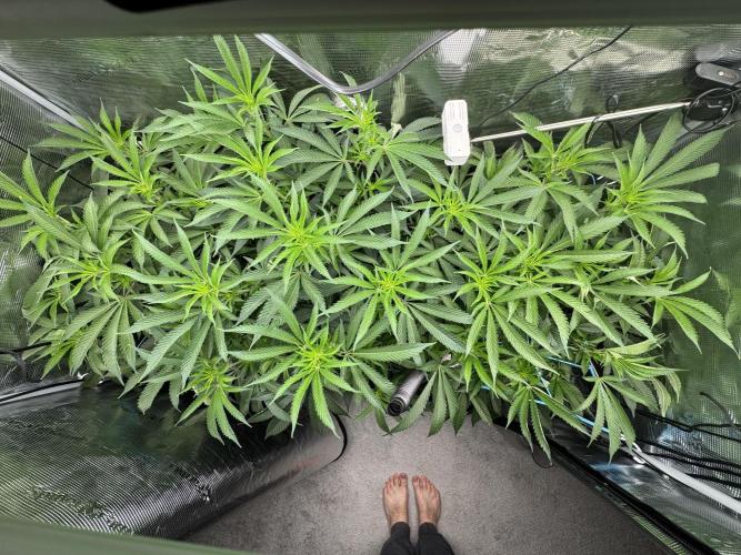 Cereal Milk - Clones from wunderbaum. Week 8