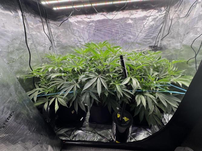 Cereal Milk - Clones from wunderbaum. Week 8