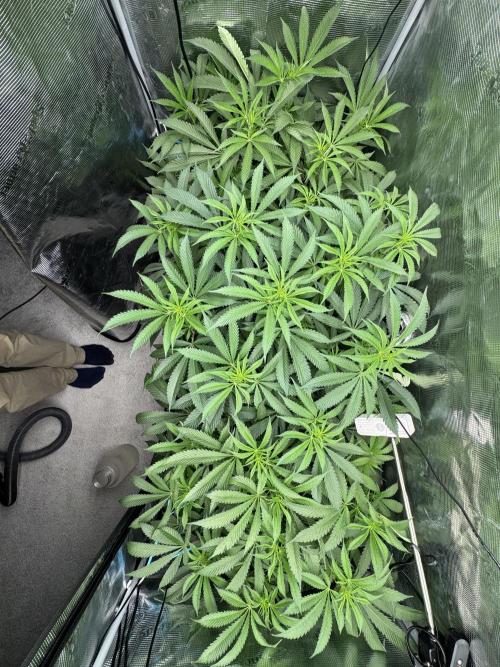 Cereal Milk - Clones from wunderbaum. Week 9