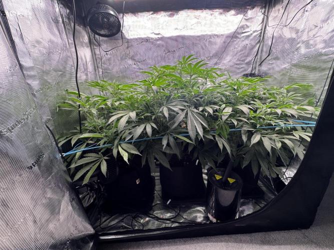 Cereal Milk - Clones from wunderbaum. Week 9