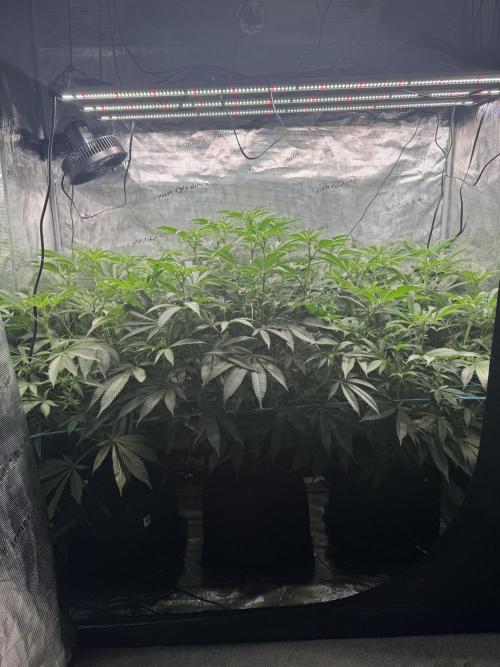 Cereal Milk - Clones from wunderbaum. Week 9