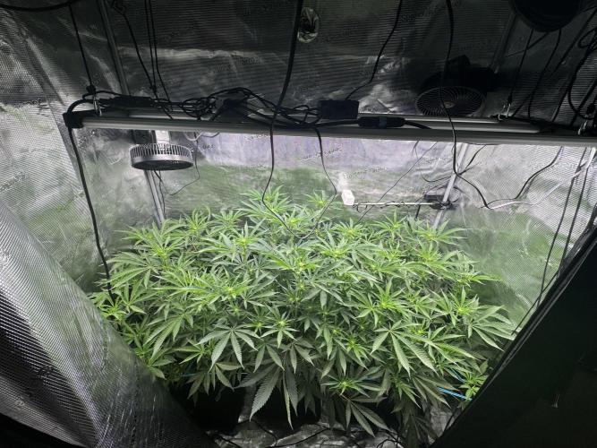 Cereal Milk - Clones from wunderbaum. Week 9
