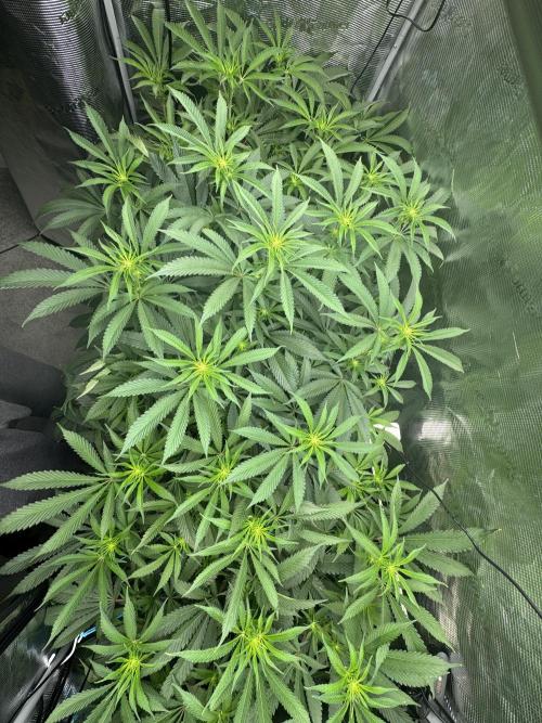 Cereal Milk - Clones from wunderbaum. Week 9