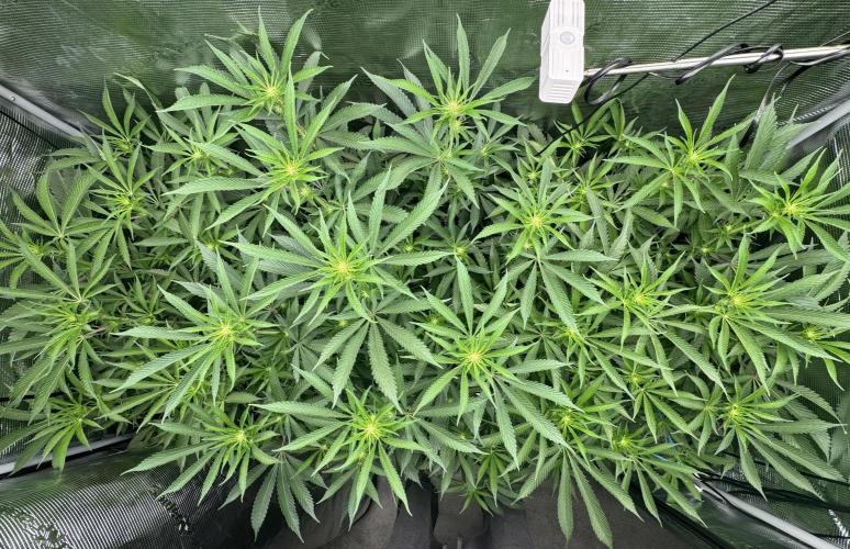 Cereal Milk - Clones from wunderbaum. Week 9