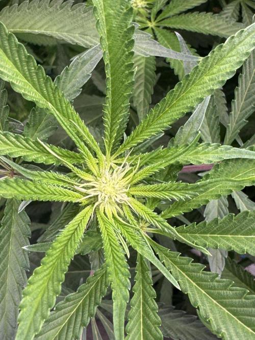 Cereal Milk - Clones from wunderbaum. Week 9