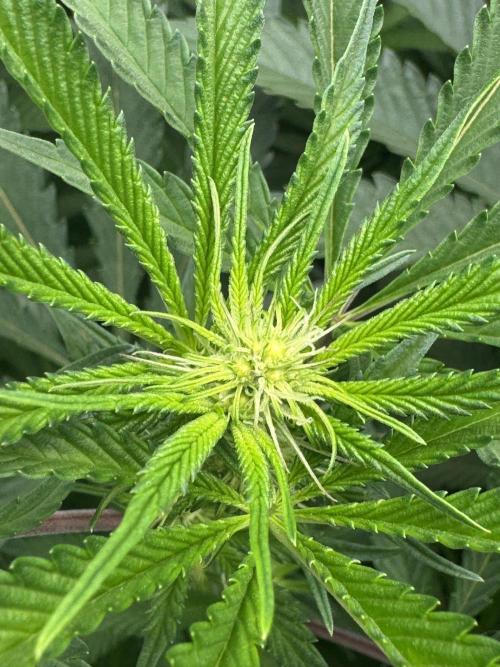 Cereal Milk - Clones from wunderbaum. Week 9