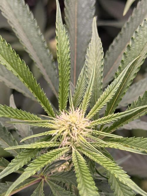Cereal Milk - Clones from wunderbaum. Week 10