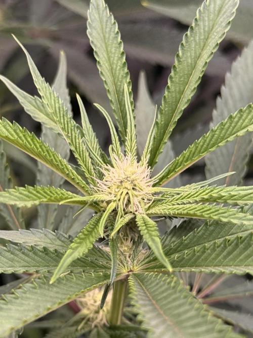 Cereal Milk - Clones from wunderbaum. Week 10