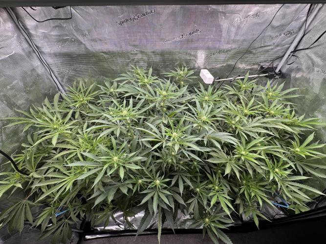 Cereal Milk - Clones from wunderbaum. Week 10