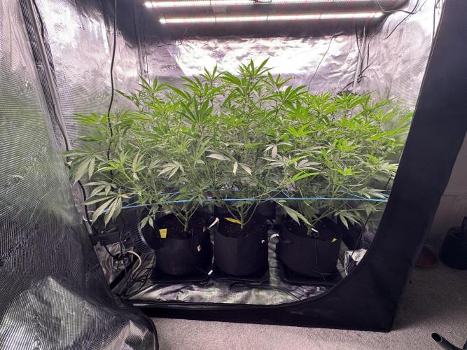 Cereal Milk - Clones from wunderbaum. Week 10